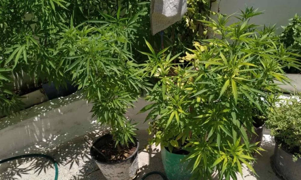 Μεσολόγγι: Συνελήφθη χασισοκαλλιεργητής με βαλλίστρα στο σπίτι του!